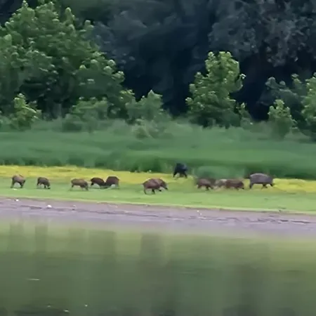 Baja-van Vendeghaz * Baja