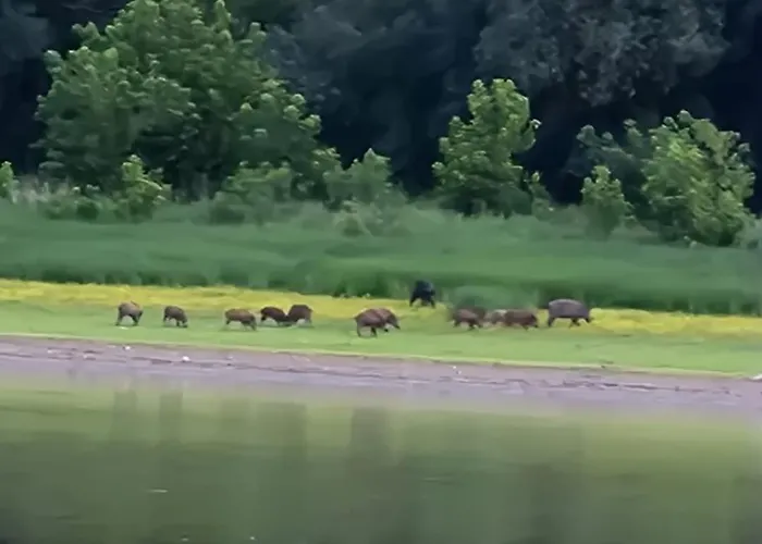 Baja-van Vendeghaz * Baja